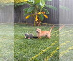 Small #4 Mutt