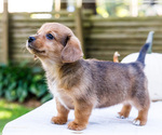 Puppy 7 Dorgi