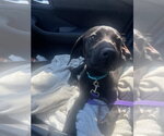 Small #13 Labrador Retriever Mix