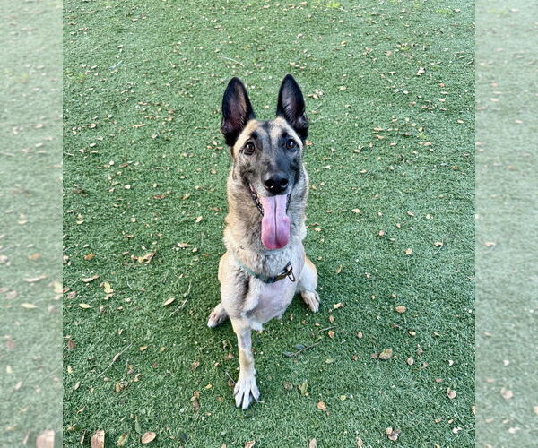 Medium Photo #2 German Shepherd Dog Puppy For Sale in Salinas, CA, USA