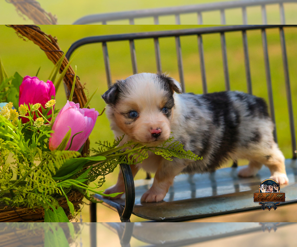 Medium Photo #13 Miniature Australian Shepherd Puppy For Sale in GRANBURY, TX, USA