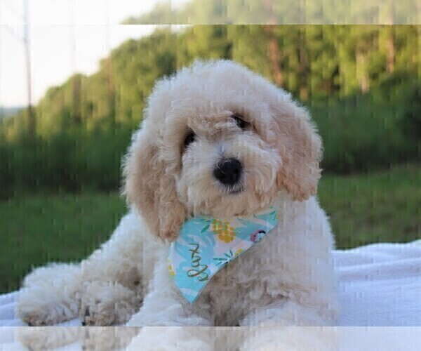 Medium Photo #23 Goldendoodle Puppy For Sale in TIMBERLAKE, NC, USA
