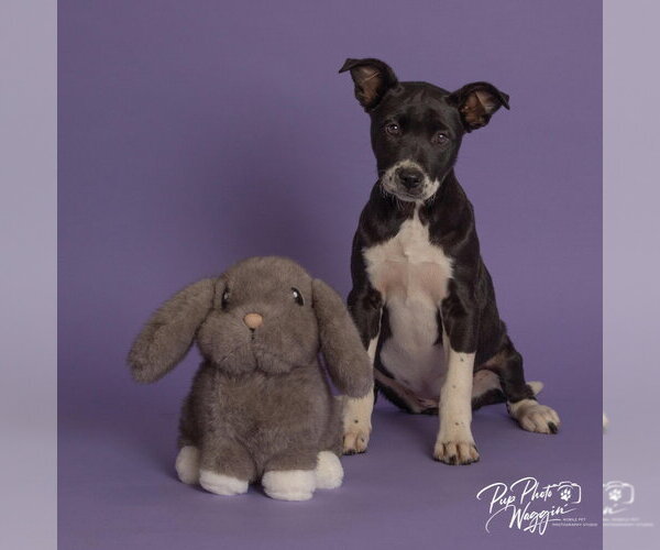 Medium Photo #4 Mutt Puppy For Sale in Claremore, OK, USA