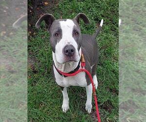 Medium American Bulldog