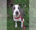 Small American Bulldog
