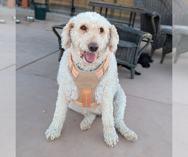 Medium Photo #2 Labrador Retriever Puppy For Sale in Vail, AZ, USA