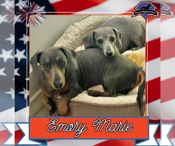 Medium Photo #2 Dachshund Puppy For Sale in San Antonio, TX, USA