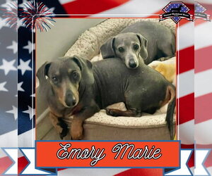 Emory Marie+ - Female Dachshund Dog for Adoption - Photo #2