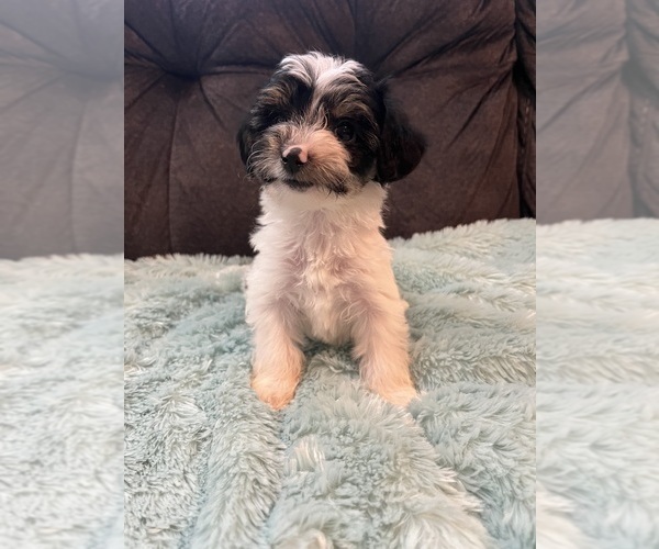 Medium Photo #1 YorkiePoo Puppy For Sale in CASTROVILLE, TX, USA