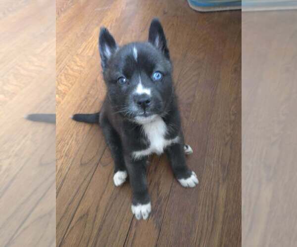 Medium Photo #2 Siberian Husky-Unknown Mix Puppy For Sale in Raleigh, NC, USA
