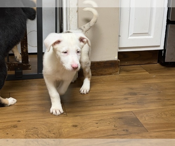 Medium Photo #1 Australian Shepherd Puppy For Sale in CONCORD, CA, USA
