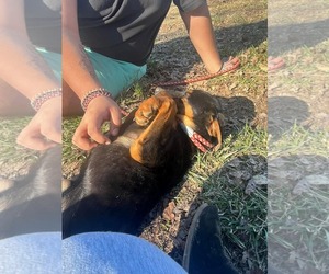 Anya - Female Doberman Pinscher-German Shepherd Dog Mix Dog for Adoption - Photo #4