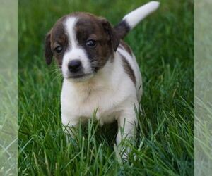 Jack Russell Terrier-Shih Tzu Mix Puppy for sale in EAST EARL, PA, USA