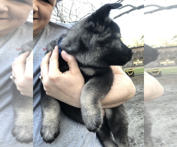 Medium Photo #4 Norwegian Elkhound Puppy For Sale in PAGELAND, SC, USA