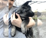 Small Photo #4 Norwegian Elkhound Puppy For Sale in PAGELAND, SC, USA