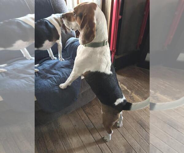Medium Photo #3 Beagle Puppy For Sale in Rootstown, OH, USA