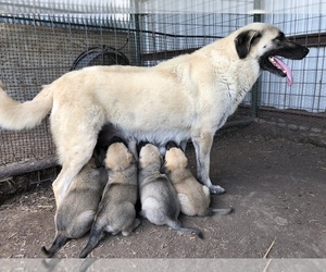 Mother of the Anatolian Shepherd puppies born on 02/15/2020