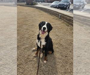 Father of the Bernedoodle puppies born on 02/29/2024