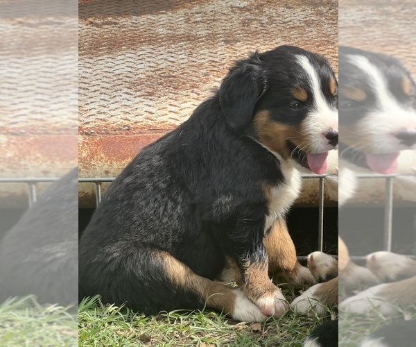 Medium Photo #2 Bernese Mountain Dog Puppy For Sale in HASKELL, OK, USA