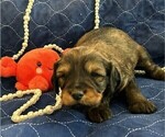 Small #1 Bernedoodle (Miniature)