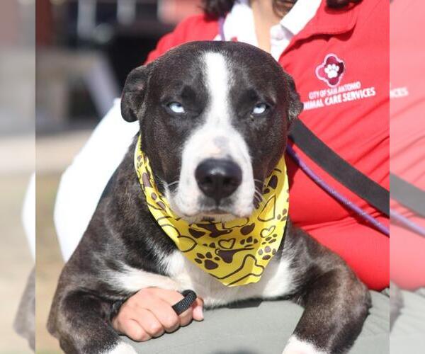 Medium Photo #1 American Staffordshire Terrier-Unknown Mix Puppy For Sale in San Antonio, TX, USA