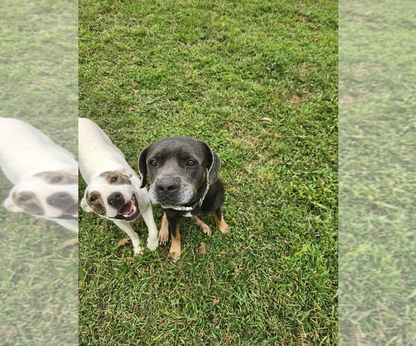 Medium Photo #7 Bull Terrier-Unknown Mix Puppy For Sale in garner, NC, USA