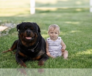 Father of the Rottweiler puppies born on 06/17/2023