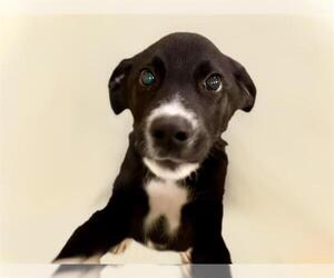 Labrador Retriever-Unknown Mix Dogs for adoption in Tulsa, OK, USA