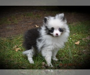 Pomeranian Puppy for sale in DINWIDDIE, VA, USA