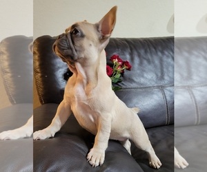 French Bulldog Puppy for sale in TAMPA, FL, USA