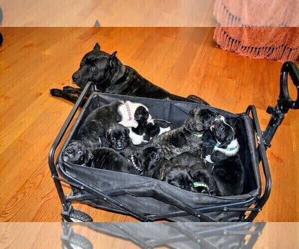 Medium Photo #1 Presa Canario Puppy For Sale in PHILADELPHIA, PA, USA