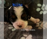 Small Photo #2 Cavalier King Charles Spaniel Puppy For Sale in ADDISON TOWNSHIP, MI, USA