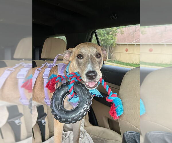 Medium Photo #14 Mutt Puppy For Sale in PIPE CREEK, TX, USA