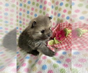 Pomeranian Puppy for sale in SIOUX FALLS, SD, USA