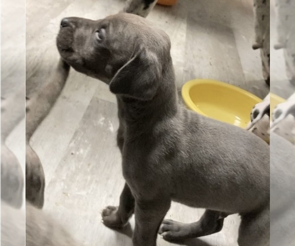 Medium Photo #5 Great Dane Puppy For Sale in BLOOMFIELD, KY, USA