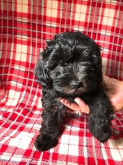 Poodle (Miniature) Puppy for sale in HOUSTON, TX, USA