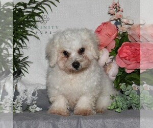 Bichon Frise Puppy for Sale in RISING SUN, Maryland USA