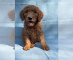 Puppy Darwin Goldendoodle