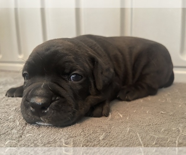 Medium Photo #66 American Bully Puppy For Sale in REESEVILLE, WI, USA