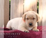 Remi - Male Labrador Retriever Puppy for Sale - Photo #5