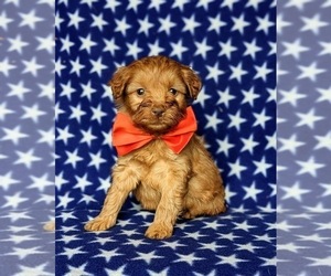 Double Doodle Puppy for sale in NOTTINGHAM, PA, USA