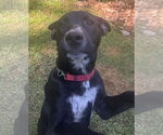 Small #7 Great Pyrenees Mix