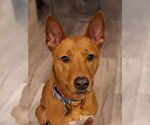 Small #10 Labrador Retriever Mix
