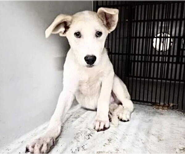 Medium Photo #2 Labrador Retriever-Unknown Mix Puppy For Sale in Houston, TX, USA