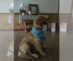 Small #23 Golden Retriever