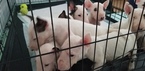 Small Photo #51 Bull Terrier Puppy For Sale in JACKSON, MI, USA