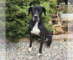 Small Photo #2 Great Dane Puppy For Sale in Albuquerque, NM, USA