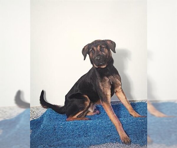 Medium Photo #2 Rottweiler-Unknown Mix Puppy For Sale in Vaughan, Ontario, Canada