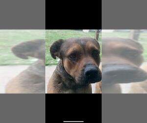 American Staffordshire Terrier Dogs for adoption in San Antonio, TX, USA