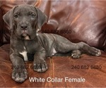 Small Photo #7 Cane Corso Puppy For Sale in LA PLATA, MD, USA